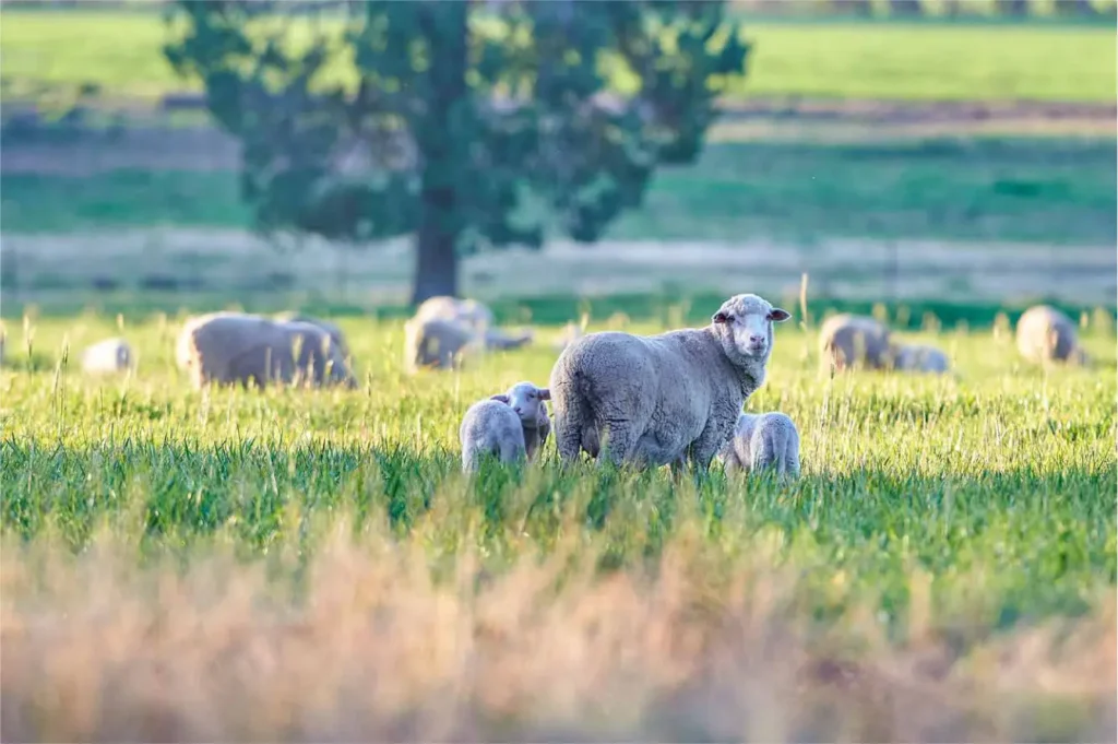 Sheep